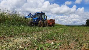 Produtor de Leite Investe no Plantio de Silagem em Castanheiras – RO