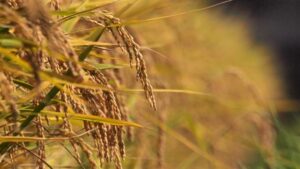 Queda nos preços do arroz reflete excesso de oferta