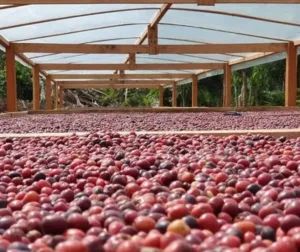 Projeto da ONU levará capacitação a 600 agricultores familiares de Rondônia