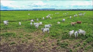 El Niño deixa pecuaristas em alerta