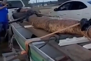 Vídeo impressionante: Cobra gigante é capturada em Rondônia