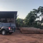 Esquema com madeira retirada de terras indígenas é alvo de operação em Rondônia; veja vídeo