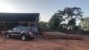 Esquema com madeira retirada de terras indígenas é alvo de operação em Rondônia; veja vídeo